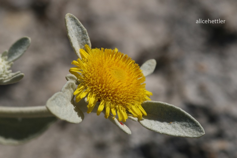 Alant (Inula verbascifolia)